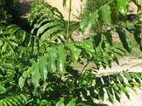 Pterocarya fraxinifolia 1, Kaukasische vleugelnoot, Saxifraga-Rutger Barendse