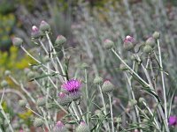 Ptilostemon stellatus 2, Saxifraga-Jeroen Willemsen