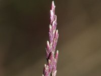Puccinellia distans ssp distans 1, Stomp kweldergras, Saxifraga-Rutger Barendse
