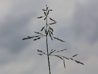 Puccinellia distans ssp distans 2, Stomp kweldergras, Saxifraga-Peter Meininger