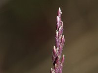 Puccinellia distans ssp distans 6, Stomp kweldergras, Saxifraga-Rutger Barendse