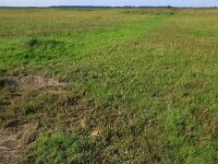 Puccinellia maritima 11, Gewoon kweldergras, Saxifraga-Hans Boll