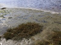 Puccinellia maritima 13, Gewoon kweldergras, Saxifraga-Hans Boll