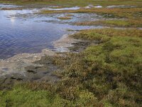 Puccinellia maritima 14, Gewoon kweldergras, Saxifraga-Hans Boll