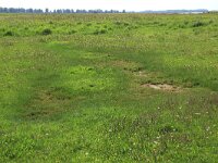 Puccinellia maritima 17, Gewoon kweldergras, Saxifraga-Hans Boll