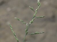 Puccinellia maritima 3, Gewoon kweldergras, Saxifraga-Peter Meininger