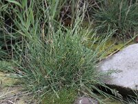 Puccinellia maritima 5, Gewoon kweldergras, Saxifraga-Peter Meininger