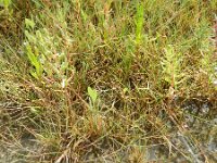 Puccinellia maritima 8, Gewoon kweldergras, Saxifraga-Rutger Barendse