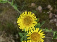 Three flowers of Common fleabane (Pulicaria dysenterica)  Three flowers of Common fleabane (Pulicaria dysenterica) : common fleaban, fleabane, meadow false fleabane, flower, flowers, 3, three, in flower, flowering, in bloom, blooming, yellow, flower head, wildflower, botany, plant, growth, vascular plant, nature, natural, outside, outdoors, outdoor, leaf, leaves, nobody, no people