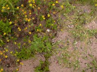 Pulicaria vulgaris 1, Klein vlooienkruid, Saxifraga-Peter Meininger