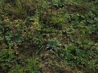 Pulicaria vulgaris 10, Klein vlooienkruid, Saxifraga-Hans Boll