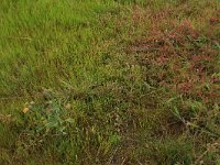 Pulicaria vulgaris 15, Klein vloooienkruid, Saxifraga-Hans Boll