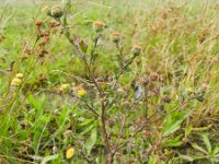 Pulicaria vulgaris 4, Klein vlooienkruid, Saxifraga-Rutger Barendse