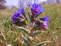 Pulmonaria mollis 4, Saxifraga-Jan Willem Jongepier
