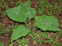 Pulmonaria mollis 6, Saxifraga-Hans Grotenhuis