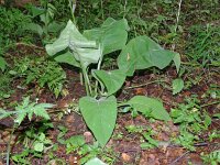 Pulmonaria mollis 7, Saxifraga-Hans Grotenhuis