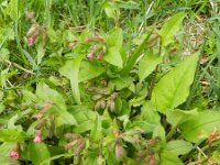 Pulmonaria obscura 6, Ongevlekt longkruid, Saxifraga-Rutger Barendse