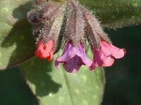 Pulmonaria officinalis 1, Gevlekt longkruid, Saxifraga-Jan van der Straaten