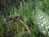 Pulmonaria stiriaca 2, Saxifraga-Jeroen Willemsen