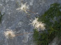 Pulsatilla alpina ssp alpina 11, Saxifraga-Jan van der Straaten