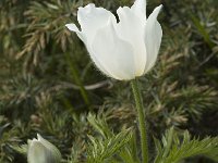 Pulsatilla alpina ssp alpina 33, Saxifraga-Marijke Verhagen