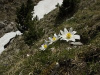 Pulsatilla alpina ssp alpina 35, Saxifraga-Jan van der Straaten