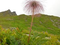 Pulsatilla alpina ssp alpina 51, Saxifraga-Ed Stikvoort