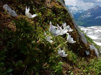 Pulsatilla alpina ssp alpina 61, Saxifraga-Ed Stikvoort