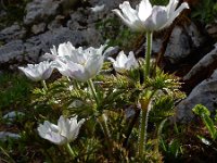 Pulsatilla alpina ssp alpina 62, Saxifraga-Ed Stikvoort