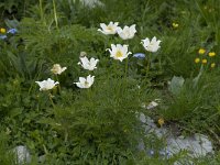 Pulsatilla alpina ssp alpina 9, Saxifraga-Willem van Kruijsbergen