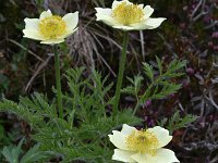 Pulsatilla alpina ssp apiifolia 114, Saxifraga-Harry Jans