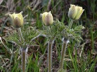 Pulsatilla alpina ssp apiifolia 115, Saxifraga-Harry Jans