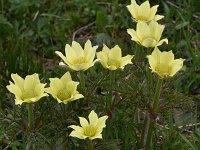 Pulsatilla alpina ssp apiifolia 117, Saxifraga-Harry Jans
