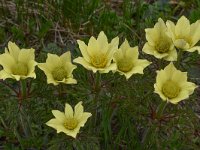 Pulsatilla alpina ssp apiifolia 118, Saxifraga-Harry Jans