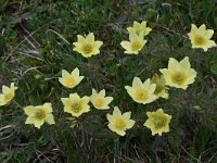 Pulsatilla alpina ssp apiifolia 120, Saxifraga-Harry Jans