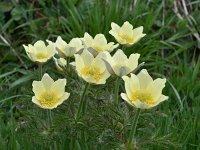 Pulsatilla alpina ssp apiifolia 123, Saxifraga-Harry Jans