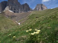 Pulsatilla alpina ssp apiifolia 125, habitat, Saxifraga-Harry Jans