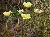 Pulsatilla alpina ssp apiifolia 126, Saxifraga-Harry Jans