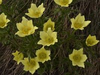 Pulsatilla alpina ssp apiifolia 127, Saxifraga-Harry Jans