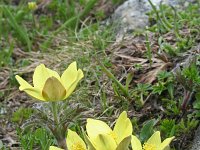 Pulsatilla alpina ssp apiifolia 39, Saxifraga-Jeroen Willemsen