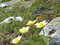 Pulsatilla alpina ssp apiifolia 41, Saxifraga-Jeroen Willemsen