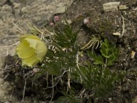 Pulsatilla alpina ssp apiifolia 42, Saxifraga-Willem van Kruijsbergen