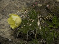 Pulsatilla alpina ssp apiifolia 43, Saxifraga-Willem van Kruijsbergen