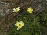 Pulsatilla alpina ssp apiifolia 44, Saxifraga-Willem van Kruijsbergen