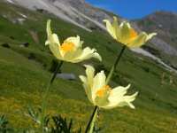 Pulsatilla alpina ssp apiifolia 65, Saxifraga-Ed Stikvoort