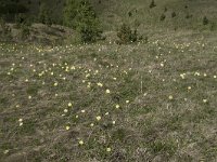 Pulsatilla alpina ssp apiifolia 80, Saxifraga-Willem van Kruijsbergen