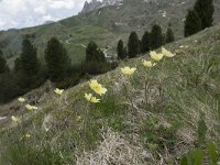 Pulsatilla alpina ssp apiifolia 82, Saxifraga-Willem van Kruijsbergen