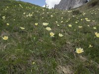 Pulsatilla alpina ssp apiifolia 86, Saxifraga-Willem van Kruijsbergen