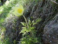 Pulsatilla alpina ssp apiifolia 91, Saxifraga-Rutger Barendse