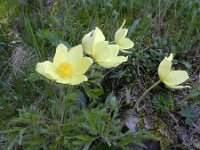 Pulsatilla alpina ssp apiifolia 95, Saxifraga-Rutger Barendse